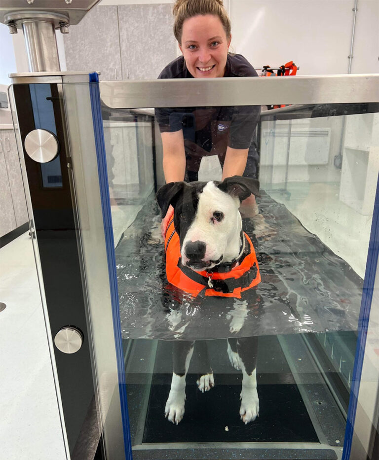 Canine hydrotherapy treadmill RSPCA Sussex West