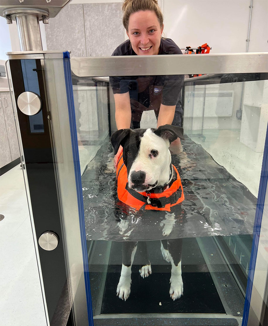 Canine hydrotherapy treadmill RSPCA Sussex West